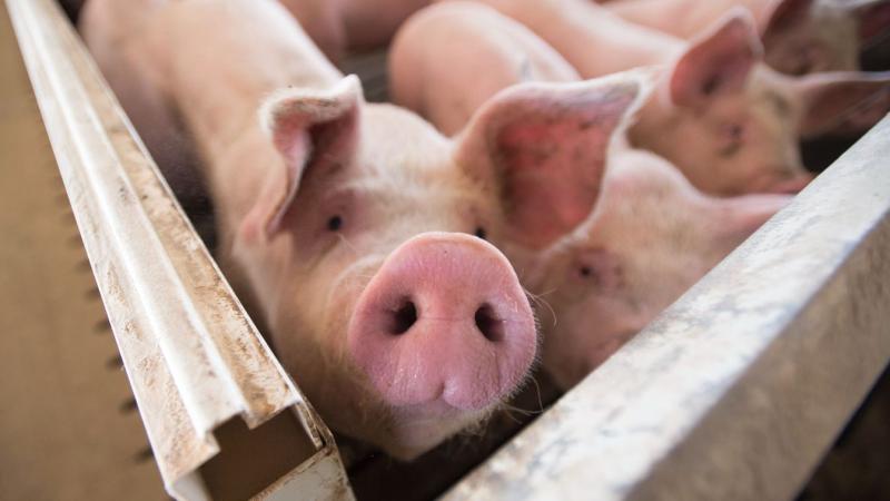 Száj- és körömfájás: A kormány kompenzációval támogatja a sertéstartó gazdákat.