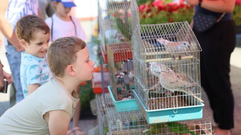 Cuki kisállatok minden sarkon – Nyíregyházi kisállatbörze!