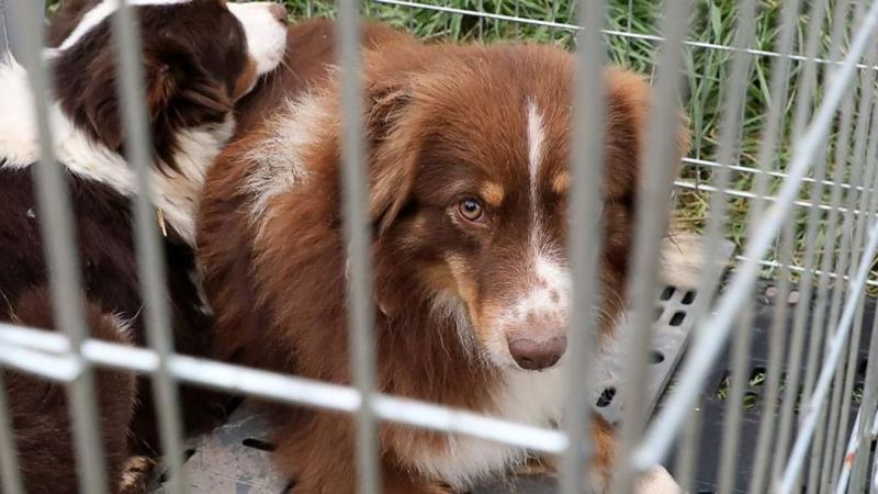 A horrortelep kegyetlen gazdája tűrhetetlen körülmények között tartotta kutyáit, akik éhezve és saját ürülékükben vergődtek, miközben a szenvedésük mindennapos valósággá vált.