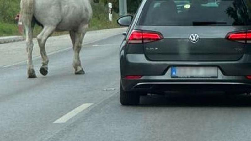Egy különös látvány fogadta az autósokat a forgalmas békési úton: egy elszökött ló lépett a színes járművek közé, mintha csak üdvözölni akarná a forgalmat. Az állat nyugodt eleganciával vonult végig az úton, miközben a sofőrök döbbenten figyelték a szokat