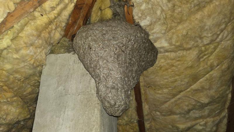 Megdöbbent a család, amikor felfedezték a padláson azt a hatalmas darázsfészket – a látvány egyszerűen lélegzetelállító! A fészek mérete és kidolgozottsága mindenkit sokkolt, a felfedezésről készült videó pedig azóta is sokakat elkápráztat.