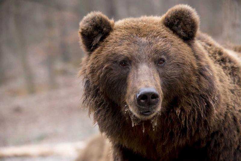 Egy hatalmas medve sétálgatott a népszerű üdülőváros forgalmas utcáin, mintha csak turista lenne a sok ember között. A napfényben csillogó boltívek és a színes kirakatok mellett haladt el, miközben a látogatók kíváncsian figyelték a szokatlan látványt.