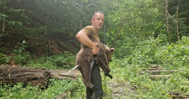 Most már valóban sikerült rátalálni a Transzfogarasnál kilőtt medve egyik kisbocsára.