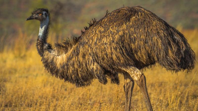 Emu kóborol a Mecsekben: A sokszínű táj felfedezése
A Mecsek gyönyörű vidéke nem csupán természeti csodákat kínál, hanem meglepő látogatókat is. Ezen a különleges napon egy emu bukkant fel a dombok között, felfedezve a régió varázslatos szépségét. A fák
