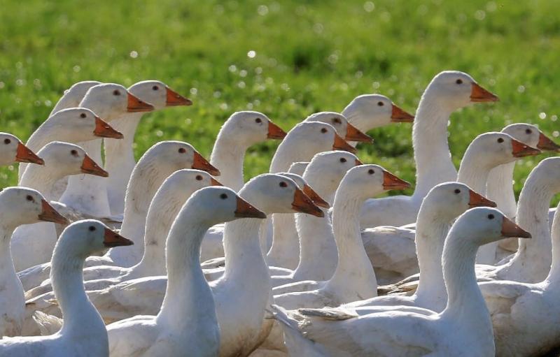 Márton-nap: az adakozás ünnepe, ahol a liba csak a háttérbe szorul – programajánló és egy különleges recept, ha mégis a gasztronómia szerelmesei lennénk az ünnepi asztalnál.