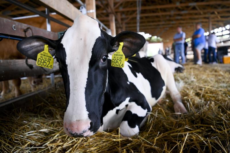 Békés megyében különös figyelmet érdemlő eset történt: egy 70 éves férfi marhavágás közben fertőződött meg, ami miatt lépfene-riasztást rendeltek el a területen. Az ilyen jellegű események komoly aggodalmat kelthetnek, hiszen a lépfene súlyos betegség, am