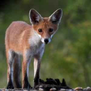 Bár a rókák rendkívül bájosak, a veszettség mellett sajnos még egy másik, akár életveszélyes kórt is közvetíthetnek.