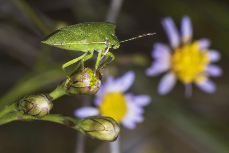 Poloskából készült ínycsiklandó fogás? Létezik olyan hely, ahol ezt a különlegességet előszeretettel tálalják - Magyar Mezőgazdaság.